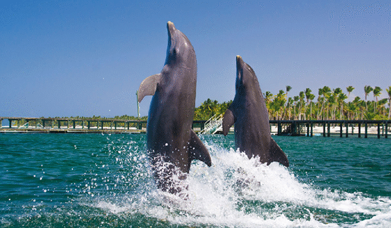 Nado con Delfines Excellence – 60 Minutos